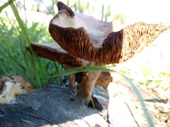 Cyclocybe aegerita