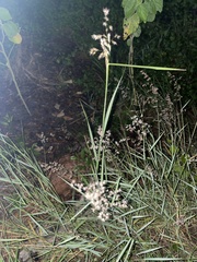 Melinis repens