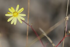 Senecio pinnatifolius