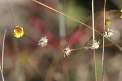 Senecio pinnatifolius