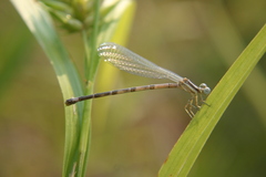 Argia bipunctulata