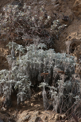 Constancea nevinii