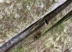 Solenopsis invicta