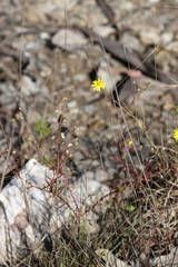Senecio pinnatifolius