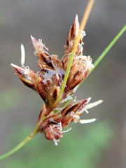 Ficinia fascicularis