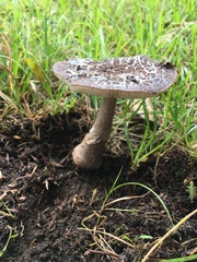 Amanita nothofagi