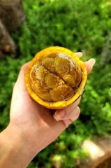 Strychnos cocculoides