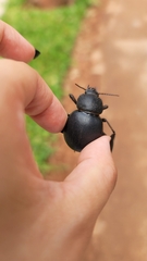 Ocnodes