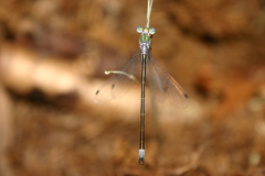 Lestes dryas