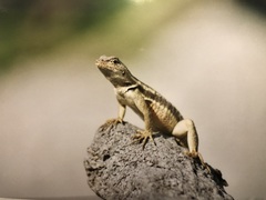 Microlophus bivittatus