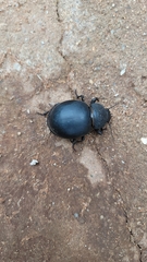 Ocnodes