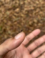 Culicinae