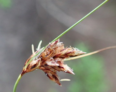Ficinia fascicularis