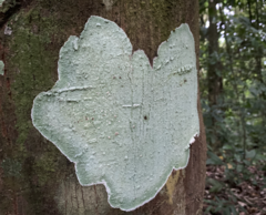 Cryptothecia striata