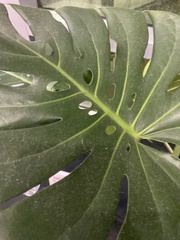 Monstera