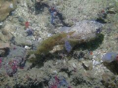 Batrachomoeus trispinosus