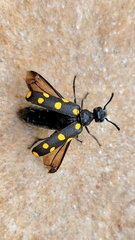 Ceroctis bohemanni