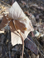 Asclepias cordifolia