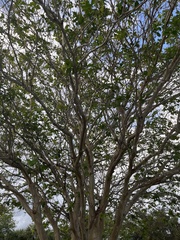 Ficus citrifolia