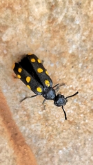 Ceroctis bohemanni