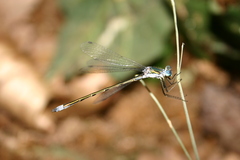 Lestes dryas