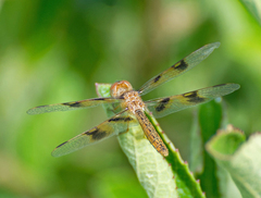 Perithemis tenera