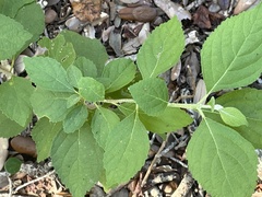 Lantana involucrata
