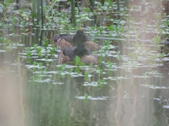 Heteronetta atricapilla