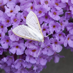 Palpita nigropunctalis