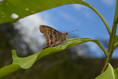 Eudamini