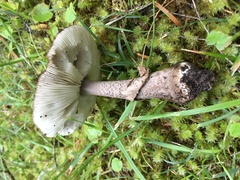 Amanita nothofagi