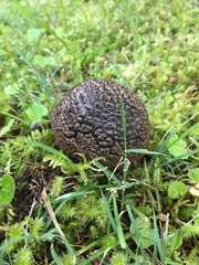 Amanita nothofagi