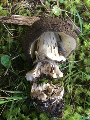Amanita nothofagi