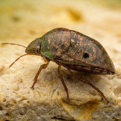 Diolcus chrysorrhoeus