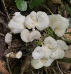 Favolus brasiliensis