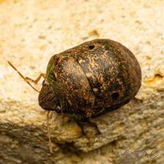 Diolcus chrysorrhoeus