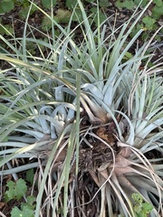 Tillandsia utriculata