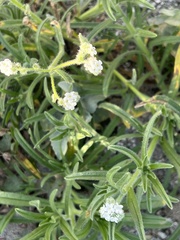 Cryptantha intermedia