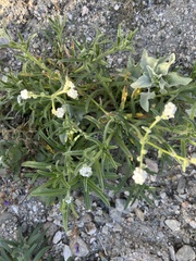 Cryptantha intermedia