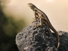 Microlophus bivittatus