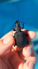 Calosoma planicolle