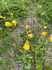 Calceolaria biflora