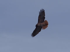 Buteo jamaicensis