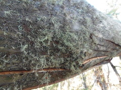 Ramalina peruviana