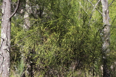 Exocarpos strictus