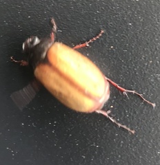Melolonthinae