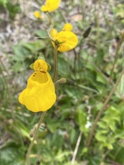 Calceolaria biflora