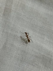 Camponotus