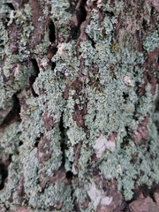 Lepraria finkii