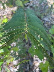 Chamaecrista deeringiana